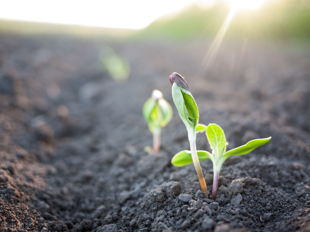 天若有情天亦老什么意思啊,天若有情天亦老表达的是什么意思