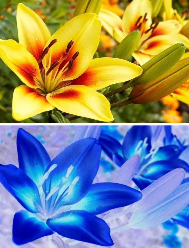 什么动物视力模糊不清,视力与人类一样的动物