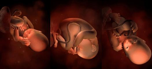 胎儿的发育全过程及注意事项,胎儿发育40周全过程纪录片