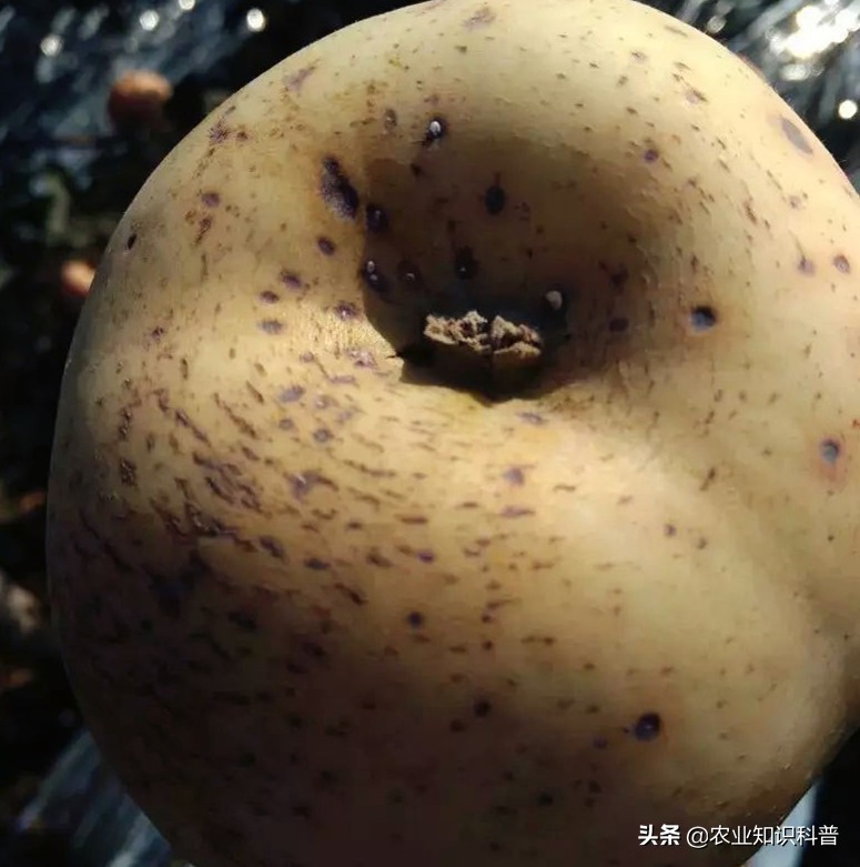 苹果粗皮病的防治方法,苹果成熟套袋如何处理