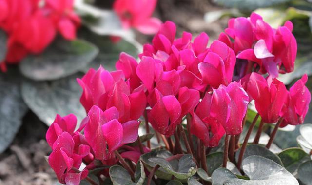 养仙客来需要的温度,仙客来开花后的正确养殖方法