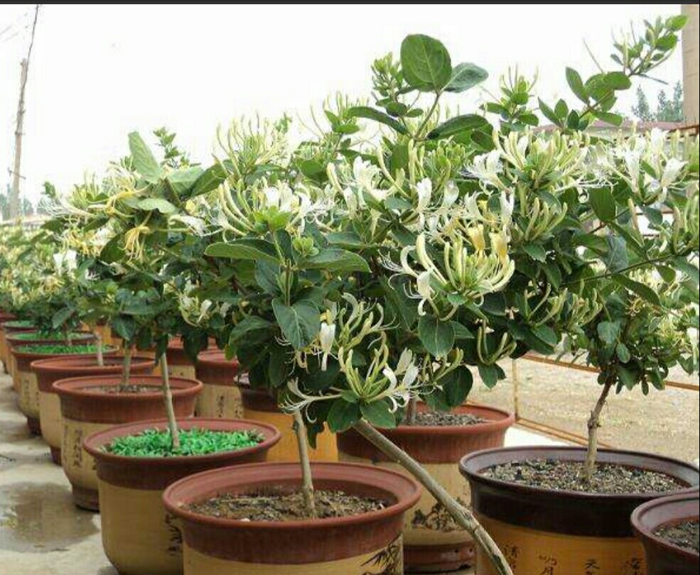 金银花老桩怎样修剪才不会疯长,盆栽金银花开过花的枝条能修剪吗