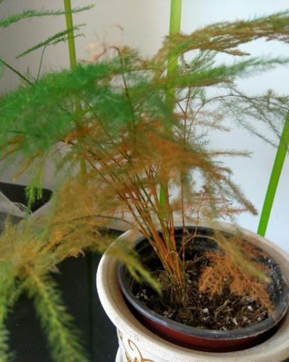 想让文竹长新芽,文竹怎么才能多发新芽