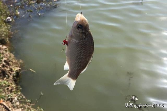 阿魏钓鱼真的有效吗,阿魏钓鱼真的那么神奇吗