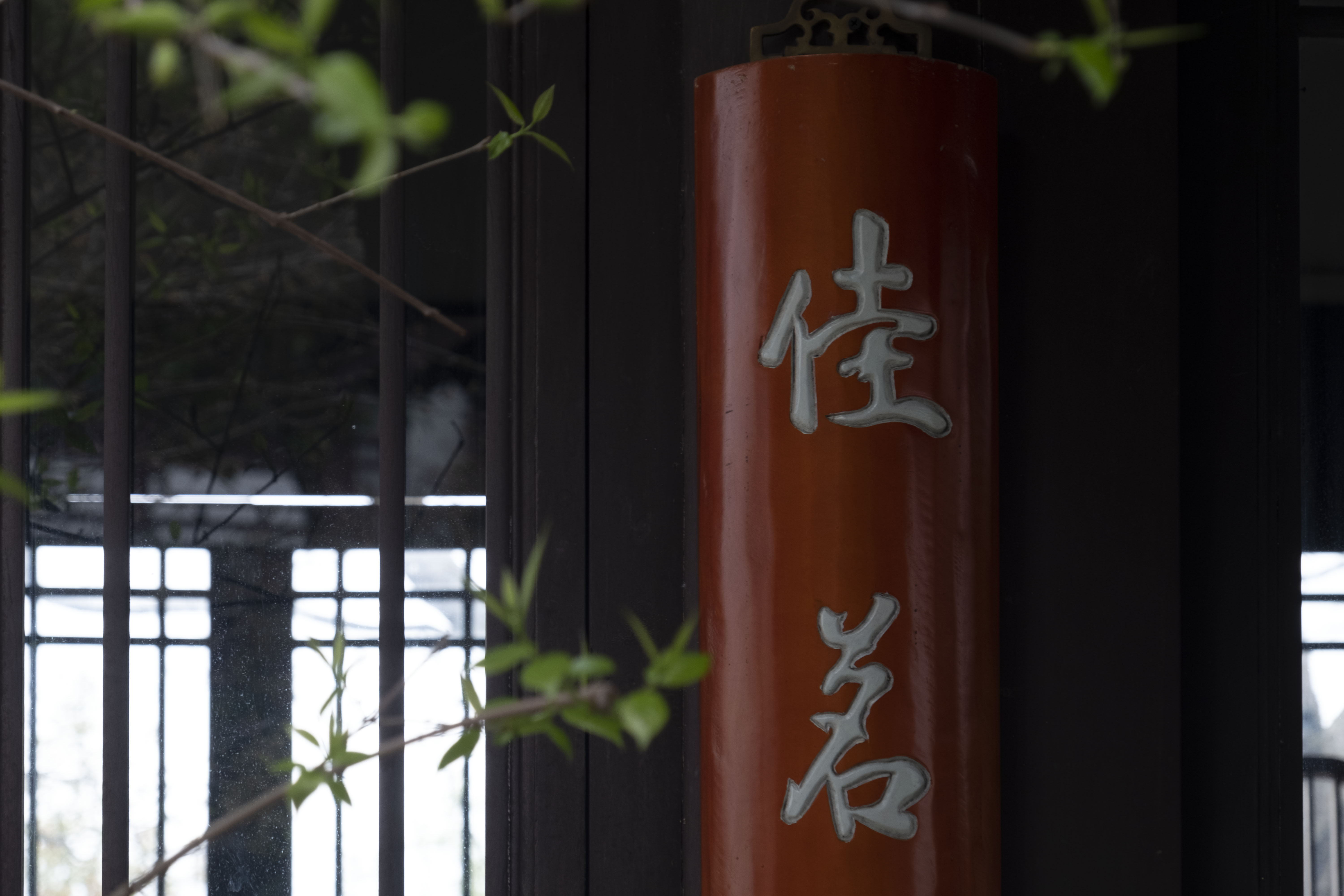 西湖龙井春茶季,龙井茶西湖明前春茶