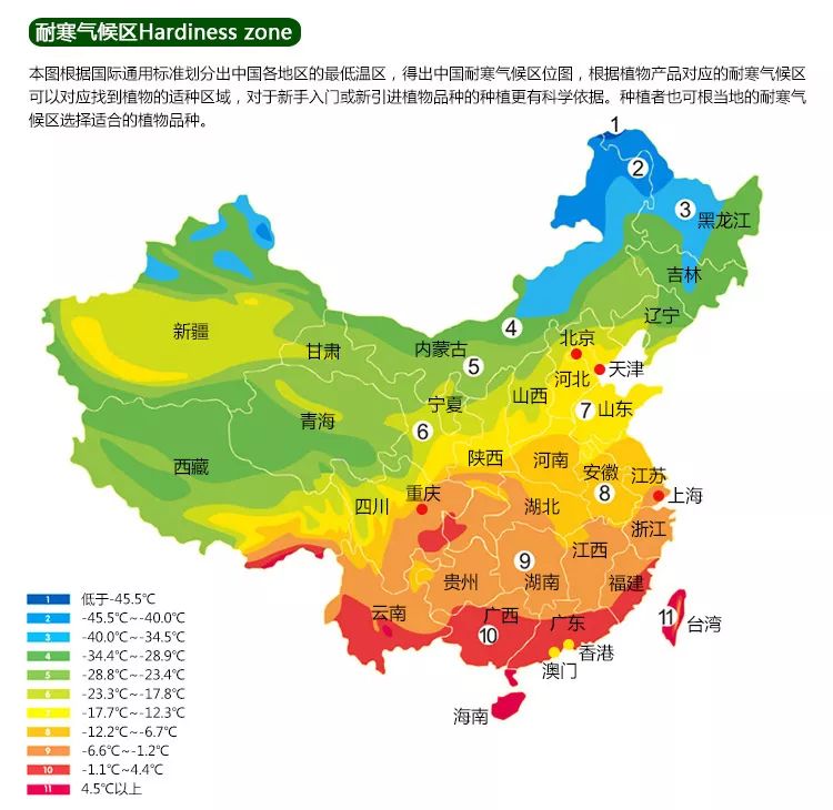 马蹄莲的种植教程,马蹄莲球根种植时间