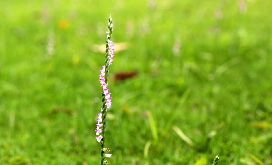 说文解字第六十八课,说文解字96课