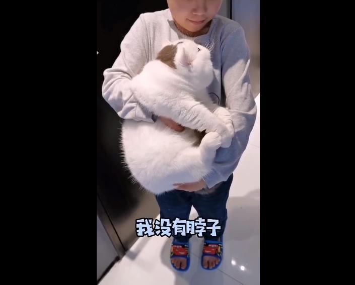 加菲猫长不胖怎么办,加菲猫胖了视频