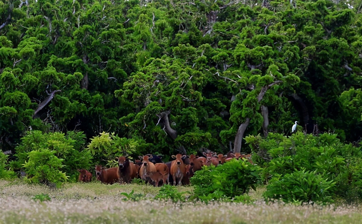 西沙东岛的野牛群是怎么活下来,现在西沙东岛野牛群还有多少