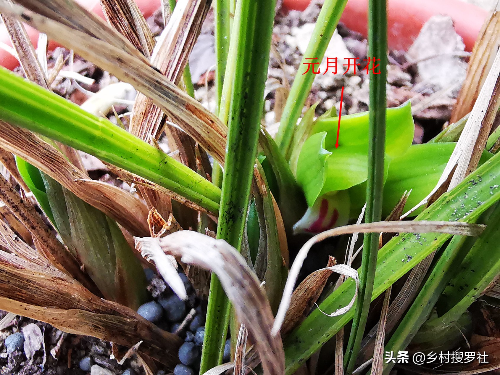 已有花苞的兰花怎么管理好,兰花的花苞怎么才能长的茂盛