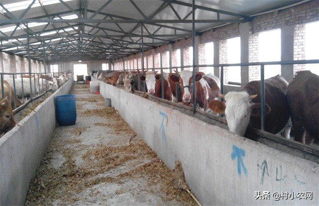 农村养牛赚钱思路养好牛,养牛致富的4个小妙招视频