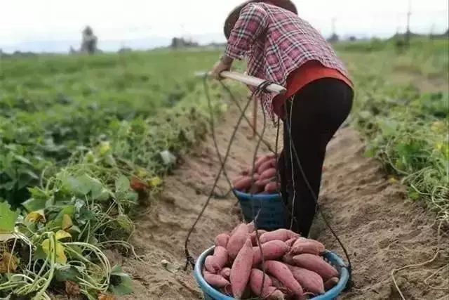 网红红薯的各种吃法,美食红薯
