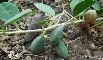 野外发现珍贵的植物千万要注意,新疆南疆常见荒漠野生植物