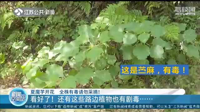 开花魔芋和不开花魔芋,蔬菜魔芋有毒吗