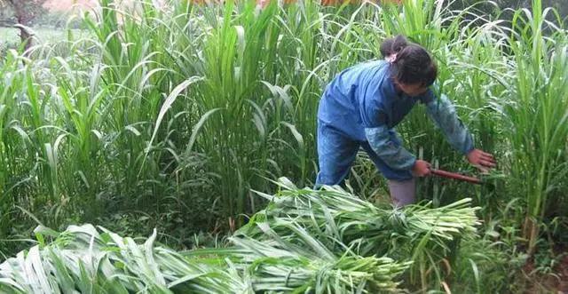 农村最赚钱的种植项目,农村致富好项目大全