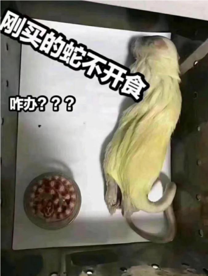 「爬宠饲养」蛇苗不开食难道只能填？​且慢