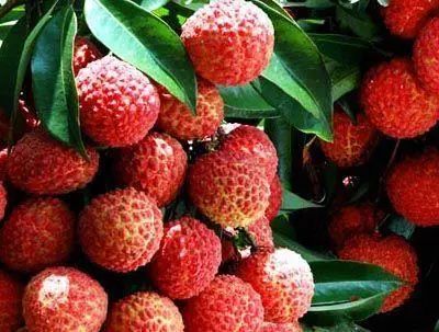 这4种来自广西的特产水果，多样鲜美可口，我要去广西吃水果