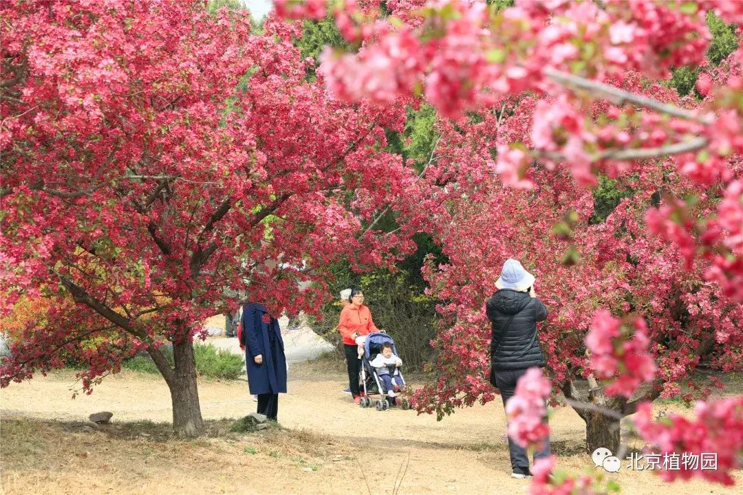 中国科学院植物研究所北京植物园,北京植物园有牡丹花还有什么花