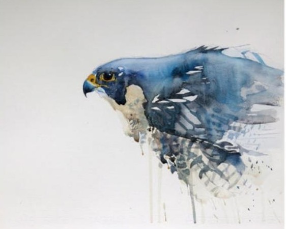 游隼自立飞行,游隼闭着翅膀飞