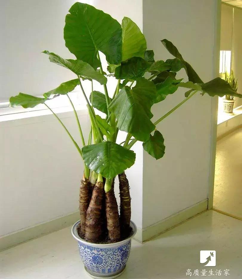 装修房子吸甲醛最好的是什么植物,吸甲醛最好的植物排行