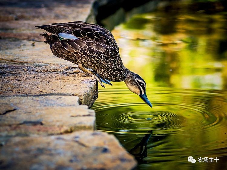 你是否曾经也向往过农村生活,向往田园生活和体验往往有差距