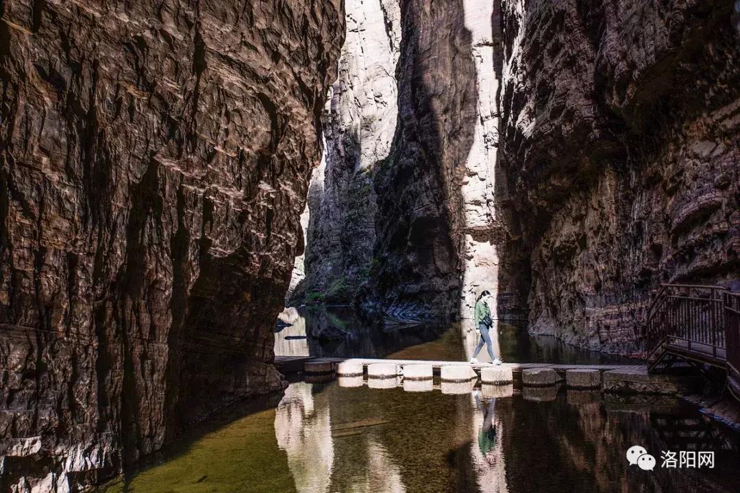 洛阳牡丹花会邀请,洛阳邀请全世界人民看牡丹