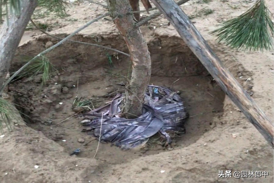 移植树身没长芽的原因,树木未死但迟迟不发芽怎么办
