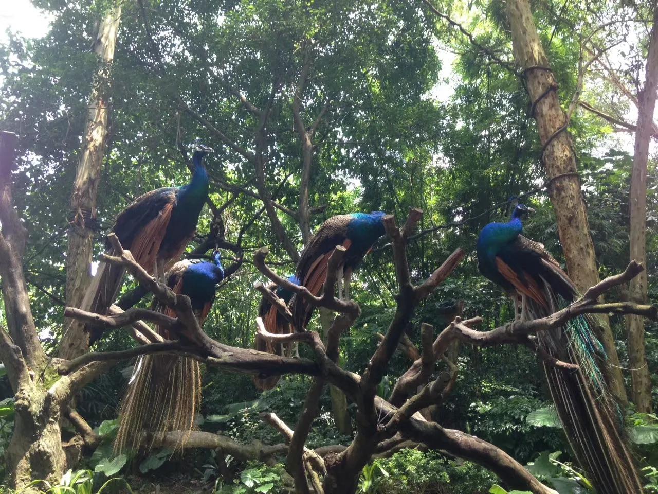 广州长隆野生动物园最全游玩攻略,长隆野生动物园游玩攻略