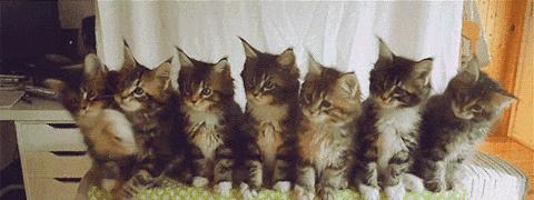 浅银虎斑缅因猫,缅因猫饲养方法