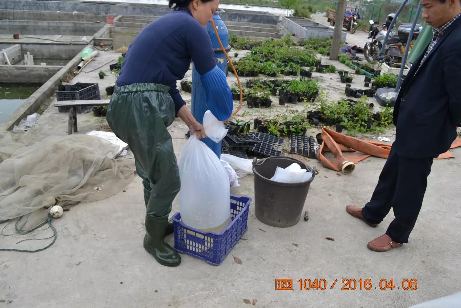 锦鲤池养殖方法图解,锦鲤繁殖全过程纪录片