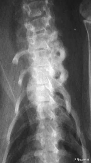 猫咪容易生病补充什么维生素,猫咪维生素a中毒症状是什么