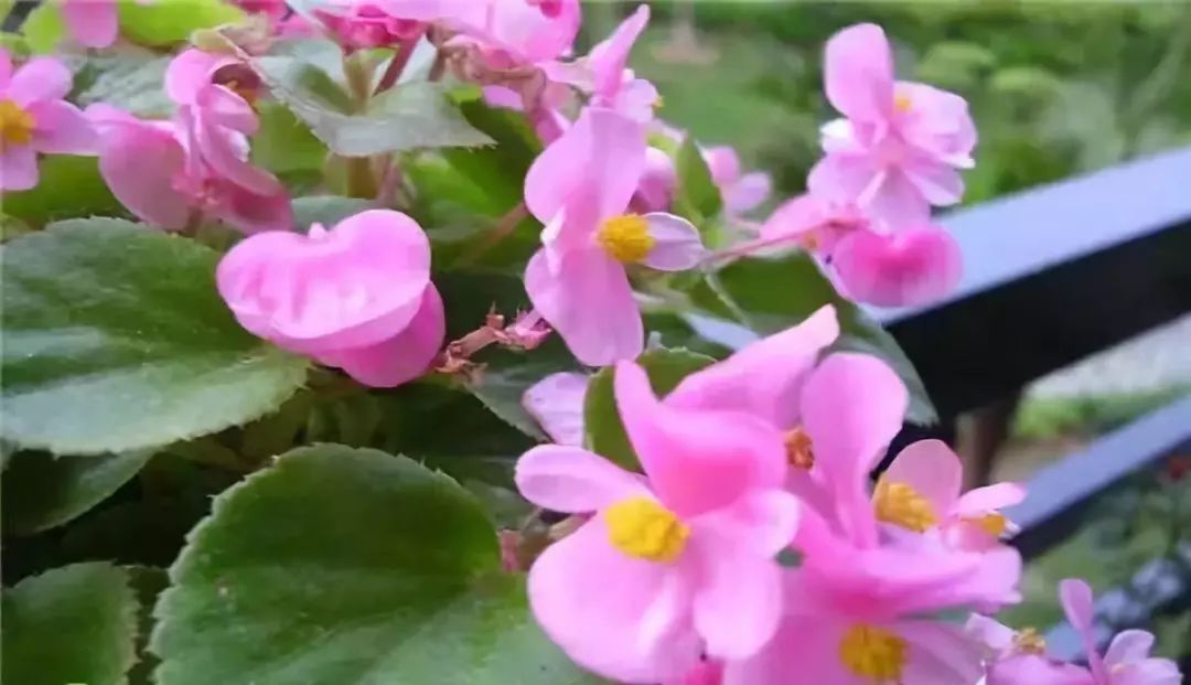 四季海棠暖气房养为啥不开花,四季海棠开花后的修剪方法图解