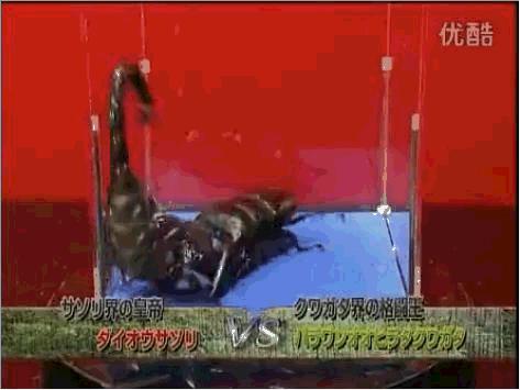 昆虫界的斗王——巴拉望巨扁,不服就来干一架,被掀翻的肯定是你