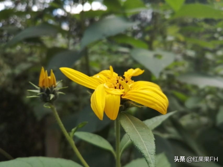 洋姜开花,秋天的洋姜花