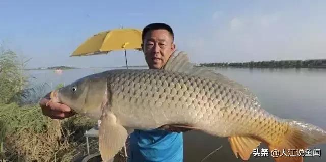 窝子有鱼不开口什么原因,窝子有鱼不咬钩的方法