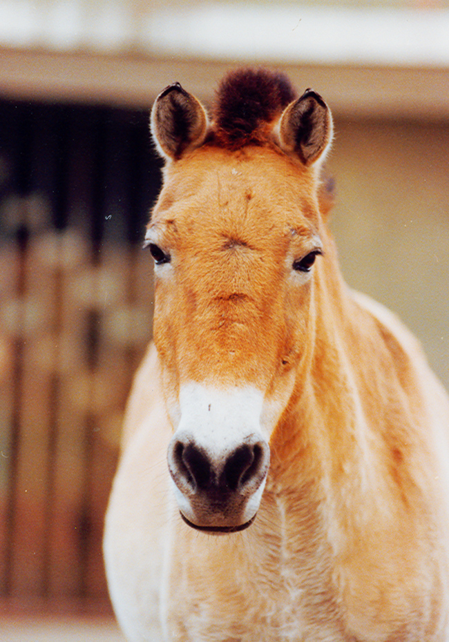 中国体型高大的马种在哪里,世界现存的唯一野生马种
