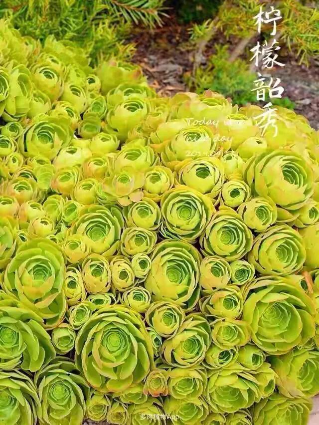 多肉法师韶羞现在能摘心吗,多肉法师欧紫跟韶羞的对比图