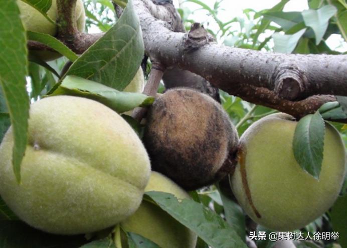 桃子褐腐病和炭疽病的区别,怎样防桃子褐腐病