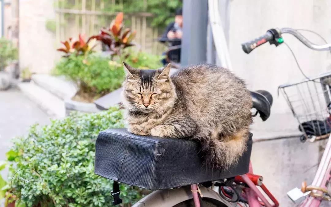 去广州必去的几条老街,“广府味”十足,正宗老广不一定全去过