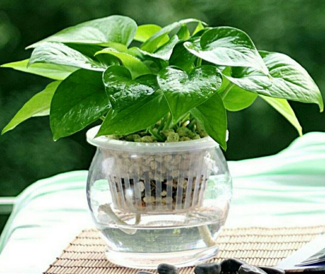 室内水培养花技巧与方法,水培养花哪种最好养