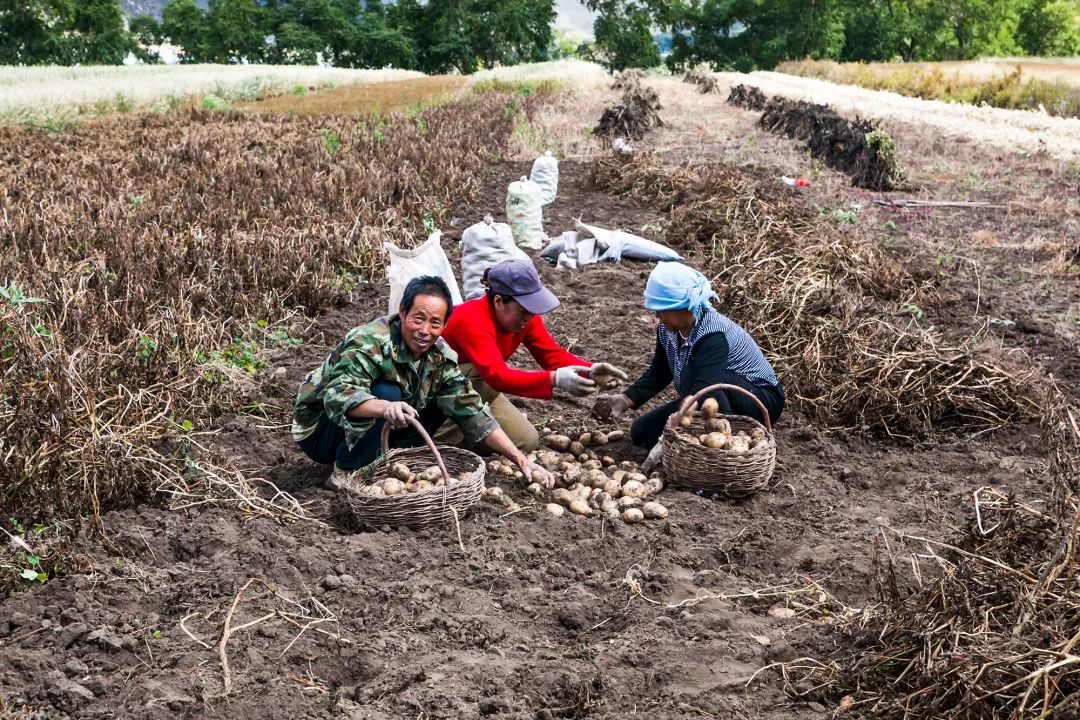 按吨起步支援湖北,背后是世界第一硬核蔬菜大国