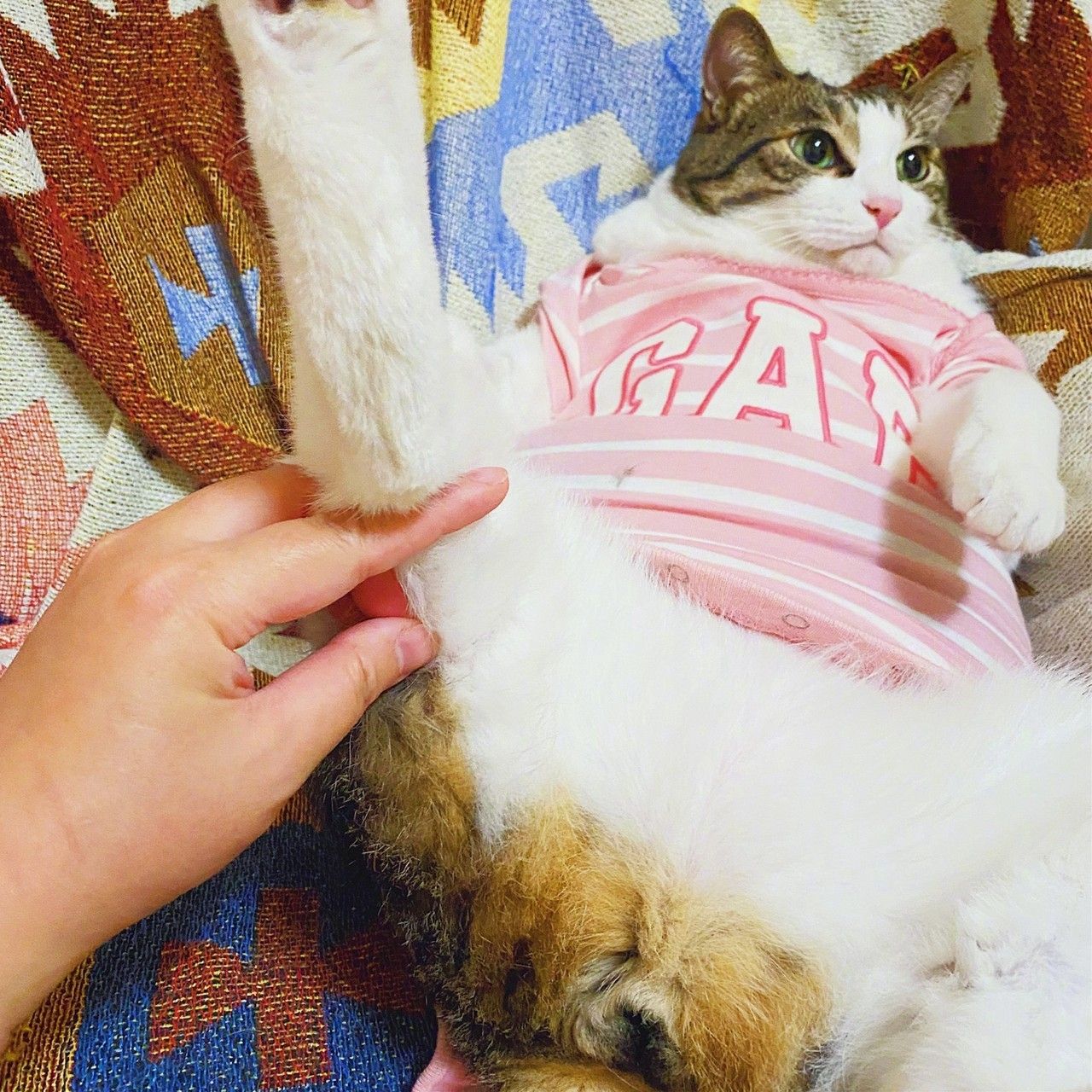 猫咪肛门腺到底要不要挤？这几种情况你得知道