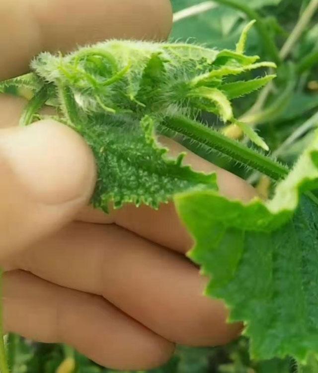 大棚蔬菜的蓟马怎么防治,大棚黄瓜蓟马各种虫害图片
