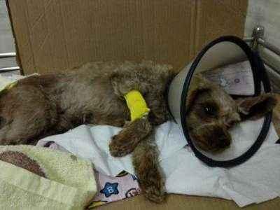 狗狗犯错用什么方式教训才最好,狗狗一犯错就打