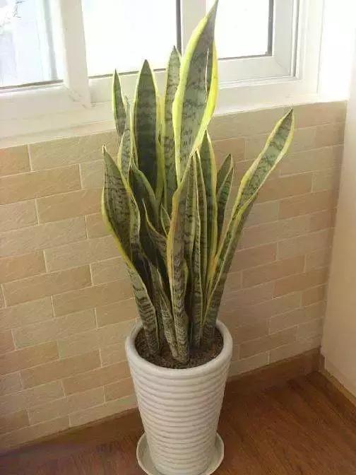 什么花吸甲醛油烟,能吸甲醛油烟的20种植物家家必养