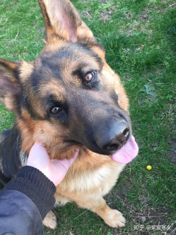 各国猛犬品种排名,各国品种猛犬