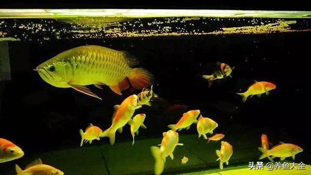 锦鲤和龙鱼混养温度多少合适,当锦鲤