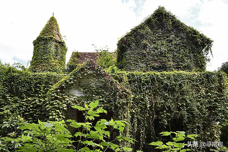 探秘重庆被人遗忘的废墟,被植物吞噬的小区