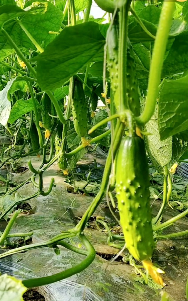 农副产品加工项目国家政策,农副产品深加工有哪些扶持政策