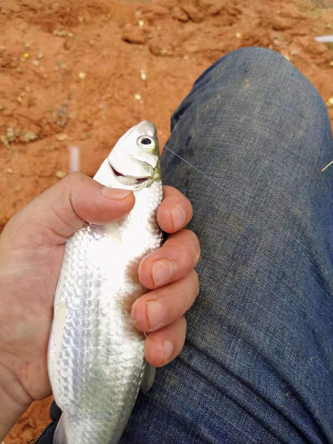 冬季野钓小白条太多,冬天大风大浪野钓白条技巧